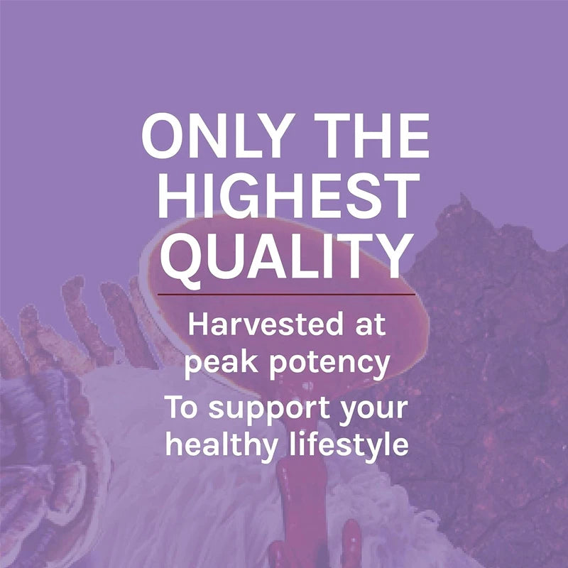 Premium Lion's Mane â Brain & Cognitive Support